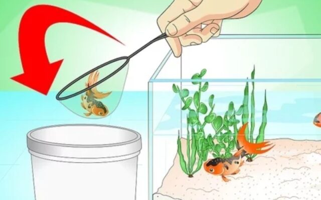 Khi Nào Cần Cách Ly Cá Cảnh? Hướng Dẫn Chi Tiết Từ Chuyên Gia